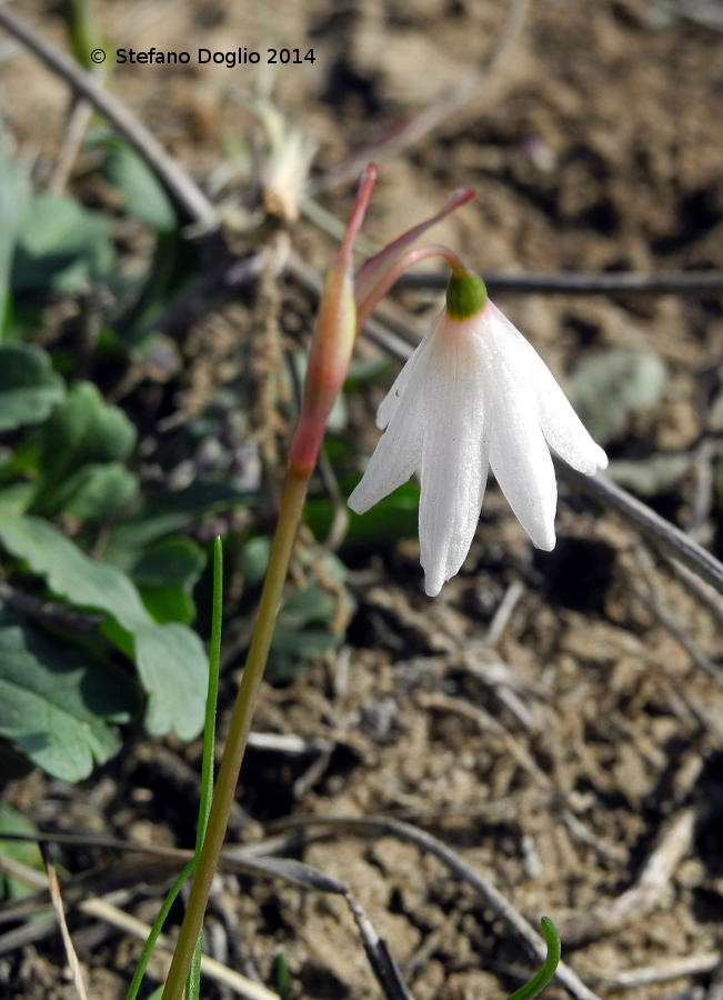 l''autunno maghrebino [2] - Leucojum autumnale (=Acis autumnalis)